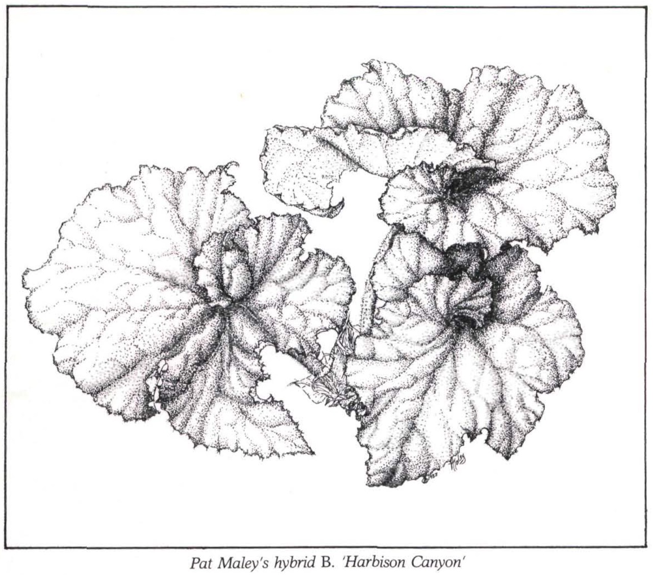 B. ‘Harbison Canyon’